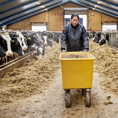 Kvinde i termojakke fodrer køer i landbrugsbygning