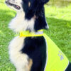 stretchy hi vis safety vest for dogs buenos aires kx104