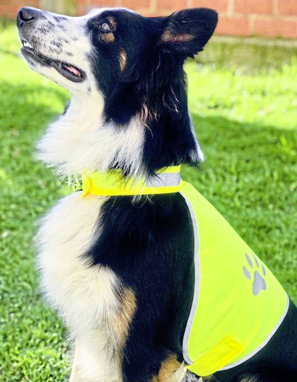 stretchy hi vis safety vest for dogs buenos aires kx104